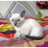 出售泰国暹罗猫幼猫活体宠物猫蓝眼睛暹罗猫纯种小猫幼猫重点色p