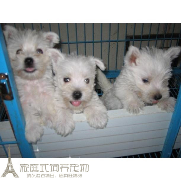 家养赛级活体西高地幼犬活体宠物狗西高地白梗纯种幼犬w