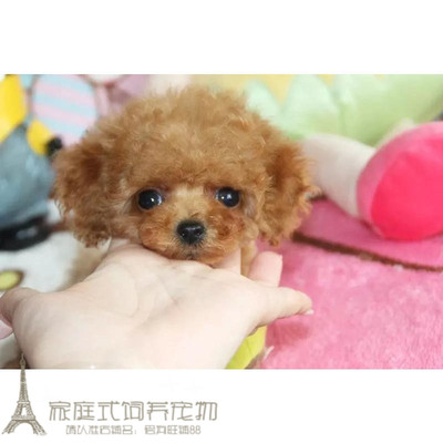 茶杯出售棕色袖珍贵宾犬宠物狗狗