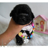 赛级红泰迪幼犬茶杯长不大 泰迪狗玩具型迷你赛级灰色贵宾44p