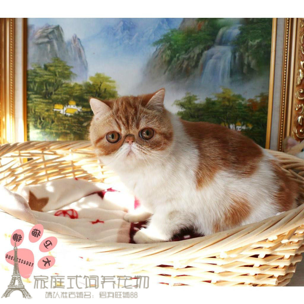 cfa注册宠物猫纯种猫加菲猫幼猫活体异国短毛猫大眼睛猫加菲p