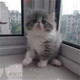 出售加菲猫活体异国短毛猫纯种加菲猫幼猫蓝白加菲猫宠物猫p
