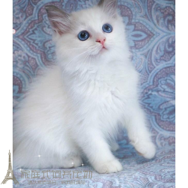 预售布偶猫 双色布偶猫幼猫纯种家养 宠物猫活体布偶