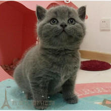赛级猫舍出售蓝猫活体纯种幼猫英短活体英国短毛猫蓝猫宠物猫咪p
