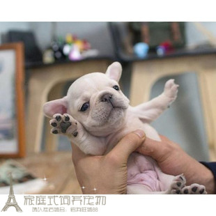 赛级纯种法国斗牛犬奶油法牛宝宝法斗幼犬宠物狗狗活体公母都有p