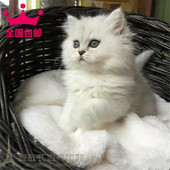 纯种宠物幼崽金吉拉白色长毛猫咪中长毛蓝眼活体小猫两个多月p