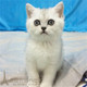 出售英国短毛猫幼猫纯种家养银渐层宠物猫英短渐层活体猫咪p