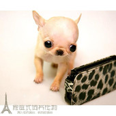 长不大吉娃娃幼犬活体墨西哥苹果头小型犬宠物狗狗袖 珍茶杯犬p