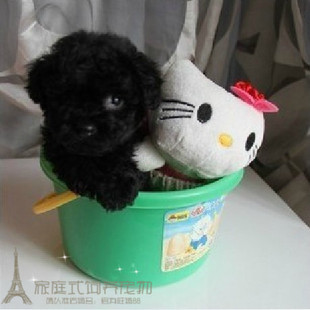 泰迪犬大眼睛泰迪犬幼犬活体纯种泰迪狗狗黑色泰迪宠物狗p