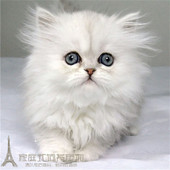 出售金吉拉幼猫长毛猫纯种家养金吉拉宠物猫金吉拉幼猫活体猫咪p