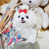 纯种马尔济斯犬马尔济斯幼犬茶杯马尔济斯狗狗上海马尔济斯001p