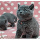 上海猫舍英短蓝猫活体幼猫英国短毛猫英短立耳蓝猫折耳宠物猫p