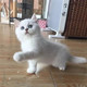出售赛级纯种英国短毛猫幼猫银渐层活体宠物猫英短渐层猫小猫p