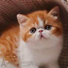 cfa赛级幼猫加菲猫纯种异国短毛猫1