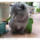 赛级繁育英国短毛猫英短蓝猫宠物猫咪宠物活体幼猫包子脸蓝猫p