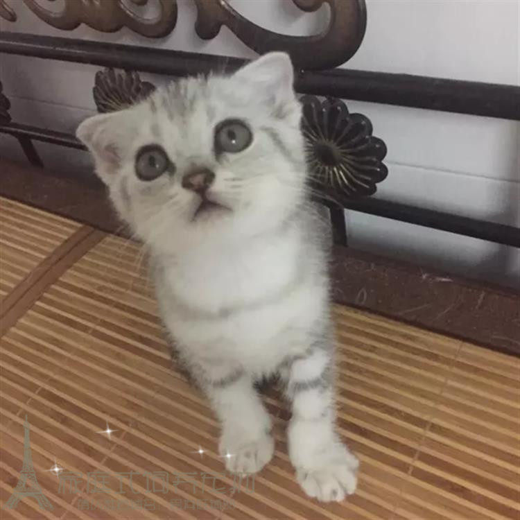 纯种美国短毛猫美短加白起司猫标斑虎斑折耳幼猫活体宠物猫包邮g