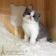 出售英国短毛猫蓝白小奶猫宠物猫正八字纯种家养幼猫活体幼崽p