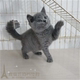 英短蓝猫宠物活体蓝白猫英短蓝白活体幼猫纯种英国短毛猫幼猫p