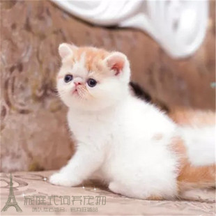 出售赛级纯种异国短毛猫加菲猫幼猫活体黄白家菲猫一线脸p