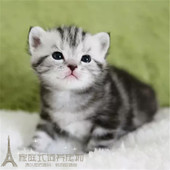 美国短毛猫银虎斑活体纯种幼猫美短加白起司猫宠物猫血统纯正p