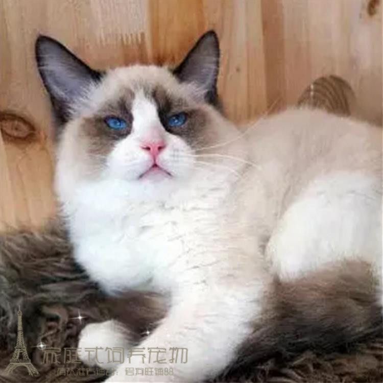 CFA注册猫舍出售布偶猫活体宠物猫美国布偶猫幼猫蓝眼纯种猫咪p