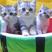 赛级美短加白美短虎斑加白美国短毛猫活体幼猫宠物猫活体起司猫p