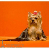 纯种约克夏幼犬活体金头钢背约克夏狗狗小体迷你宠物长毛狗赛级p