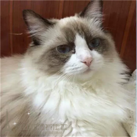 纯种布偶猫幼猫活体猫蓝双布偶猫宠物猫海豹双色山猫纹粉鼻子p
