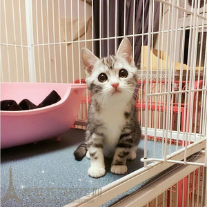赛级美国短毛猫纯种美短加白起司活体美短幼猫立耳美短加白幼猫g