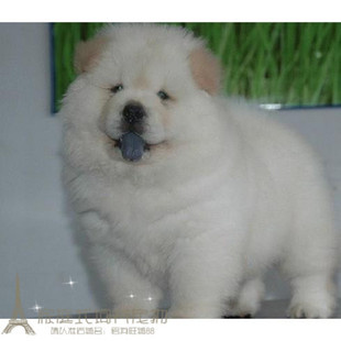 纯种奶油色松狮幼犬活体白色松狮狗狗美系松狮犬宠物狗狗出售p