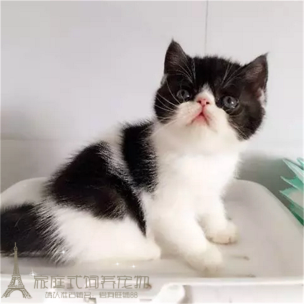 纯种活体宠物加菲猫异国短毛猫黑白梵加菲幼猫家养包健康塌鼻子p