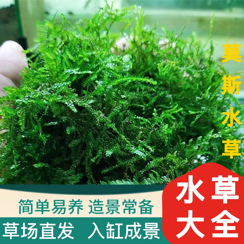 鱼缸树莫斯树水草缸造景大三角垂泪莫斯懒人新手水草造景增氧活体
