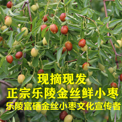 2025年真正正品山东乐陵金丝小枣鲜枣脆甜非沧州新疆红枣5斤包邮