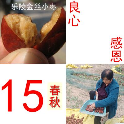 山东乐陵特级粽子发货金丝小枣
