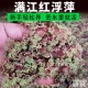 满江红浮萍水草 小浮萍小青萍小红萍微景观水草养鱼龟缸 净化水质