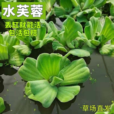 百赞水芙蓉浮萍水草草场低价直发