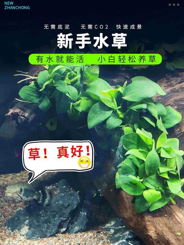 水榕懒人真草新手好养耐活净水迷你小巴榕淡水无土培养