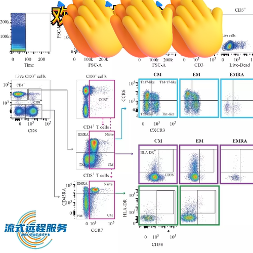 流式数据分析-flowjo细胞凋亡周期免疫分型活性氧增殖钙流多色