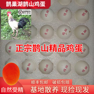 鹊巢湖纯种鹊山鸡蛋精品营养新鲜鸡蛋母鸡抱窝蛋自然放养现捡现发