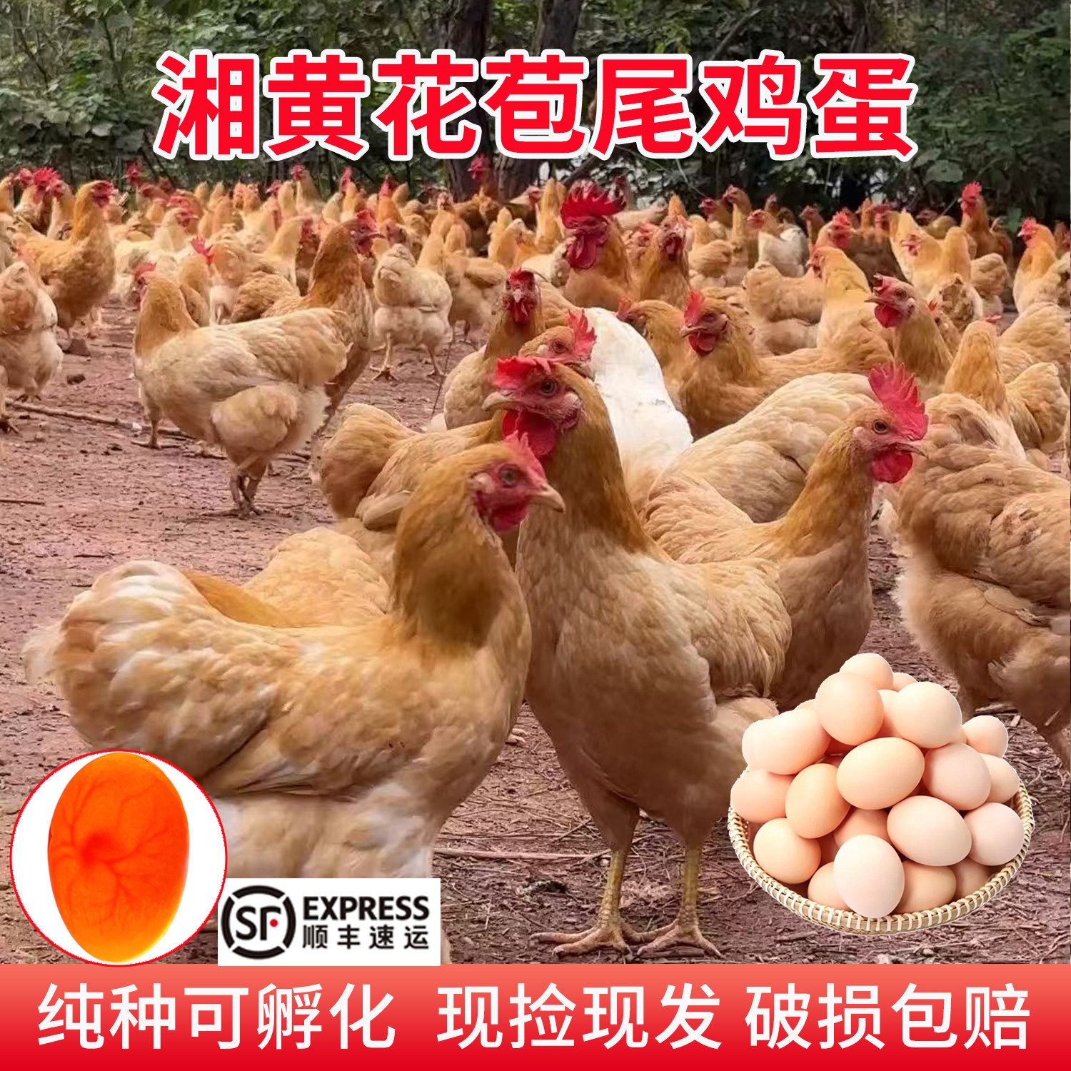 原种湘黄花苞尾鸡蛋受精卵可孵化小鸡正宗散养三黄土鸡观赏鸡蛋