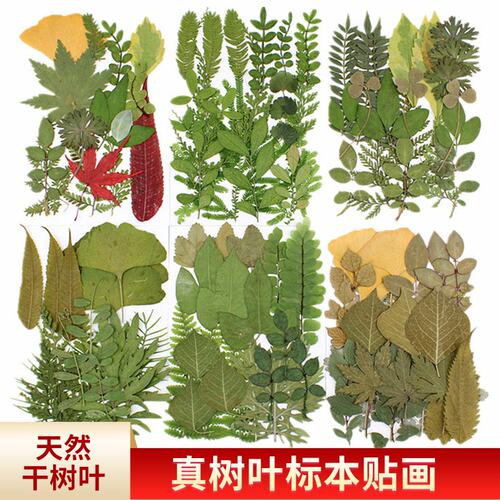 DIY绿叶材料包组合材料
