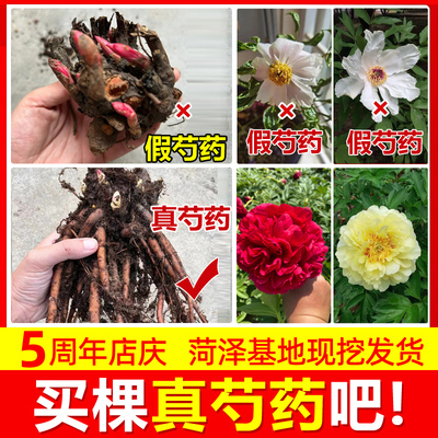 正宗菏泽重瓣观赏芍药花苗种根带芽四季耐寒庭院阳台牡丹盆栽大花