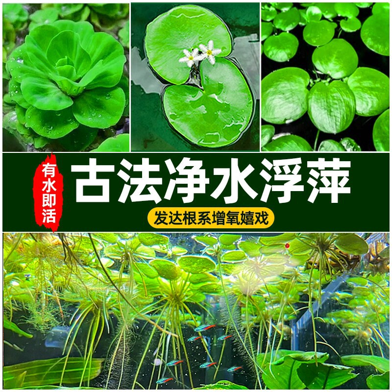 疯狂水草浮萍古法养鱼净水培水草