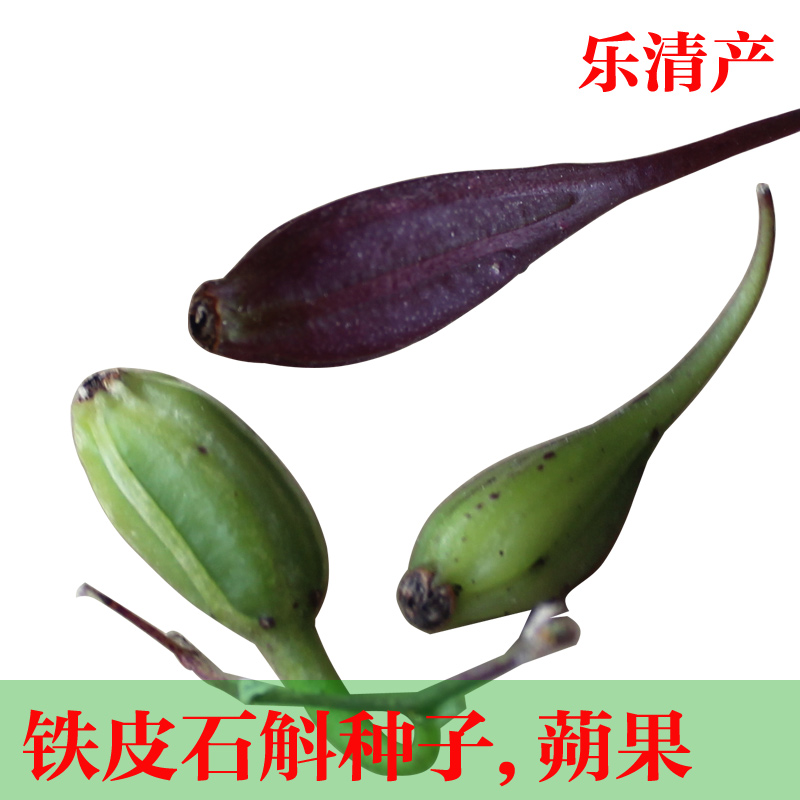 铁皮石斛种子红杆软脚品种 乐清产 铁皮石斛种子组培专用石斛种子