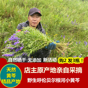 新货内蒙纯黄芩野性正品黄芩叶径可配金莲花2份包邮2发3瓶