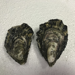 专拍链接 新西兰马尔伯勒生蚝50只