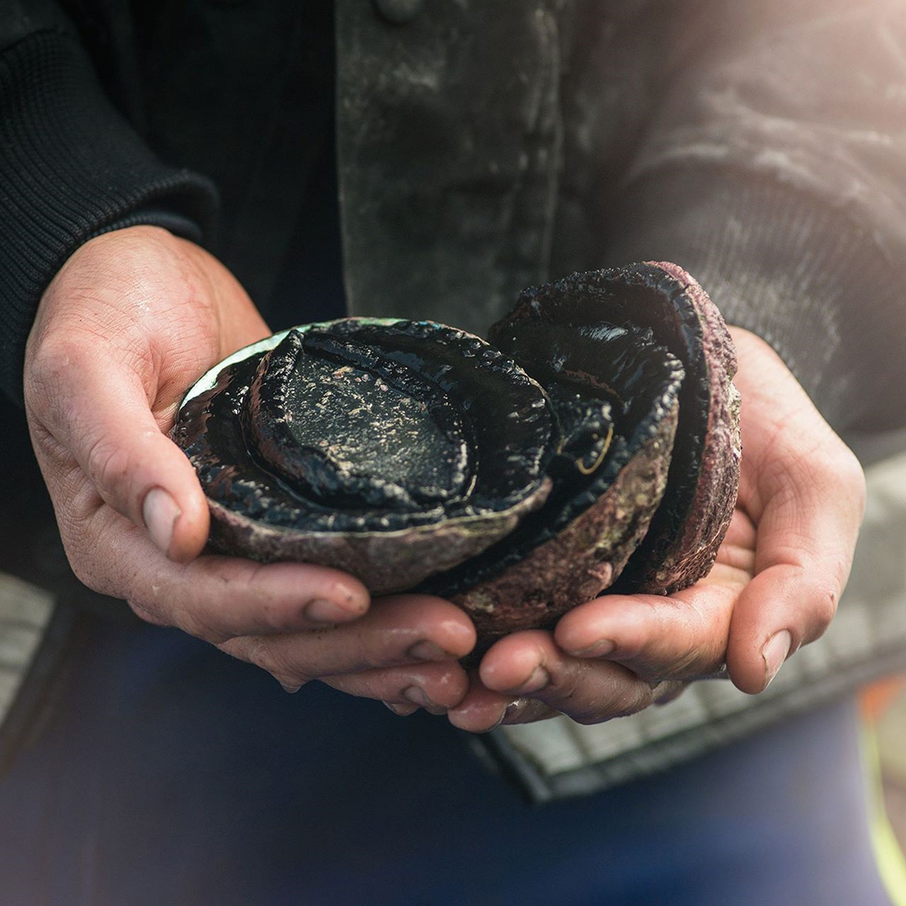 顺丰包邮 新西兰鲜活黑金鲍鱼整只500g海鲜送礼刺身高端食材