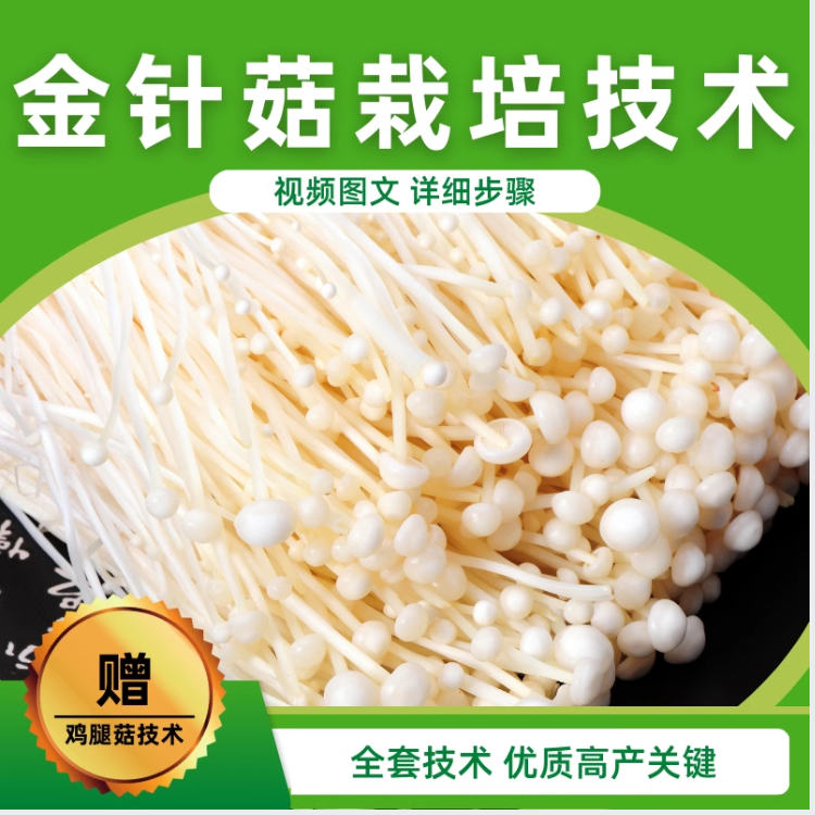 金针菇栽培技术鸡腿菇食用菌种植