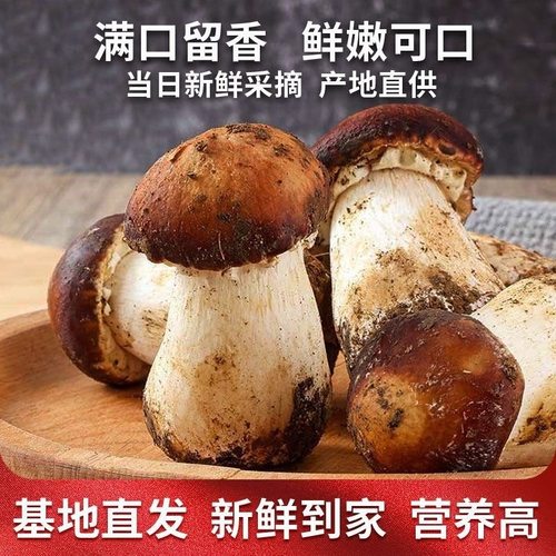 云南特产新鲜松茸黑牛肝菌金耳菌