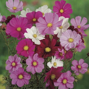 绿园花开 混色波斯菊盆栽花卉种子波斯菊矮杆管状混色四季易种